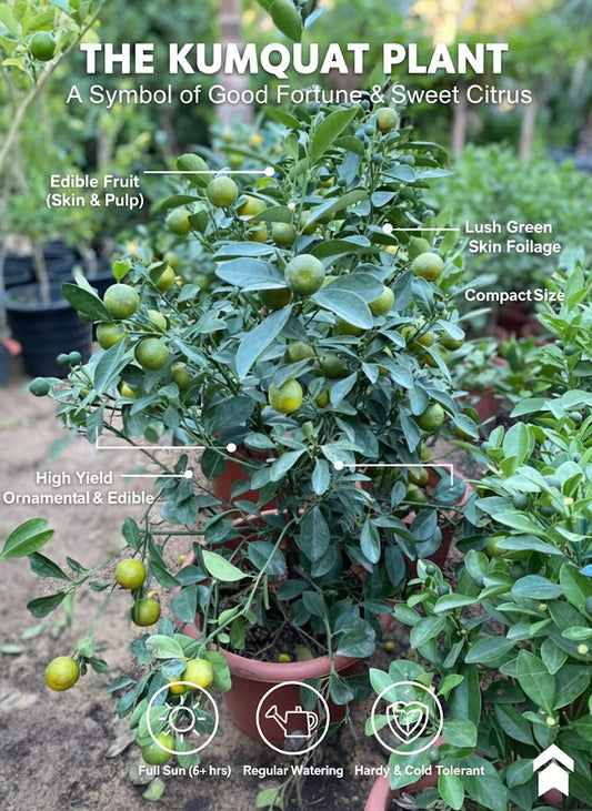 Kumquat plant with labeled features and text about its qualities.