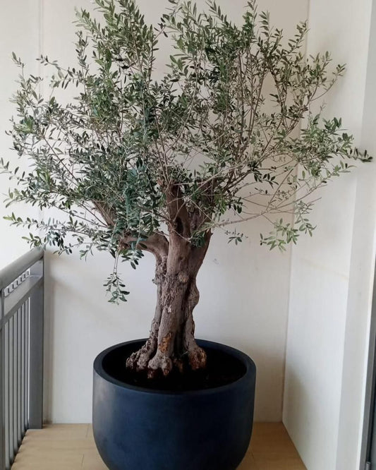 Luxury Indoor & Balcony Statement Plant