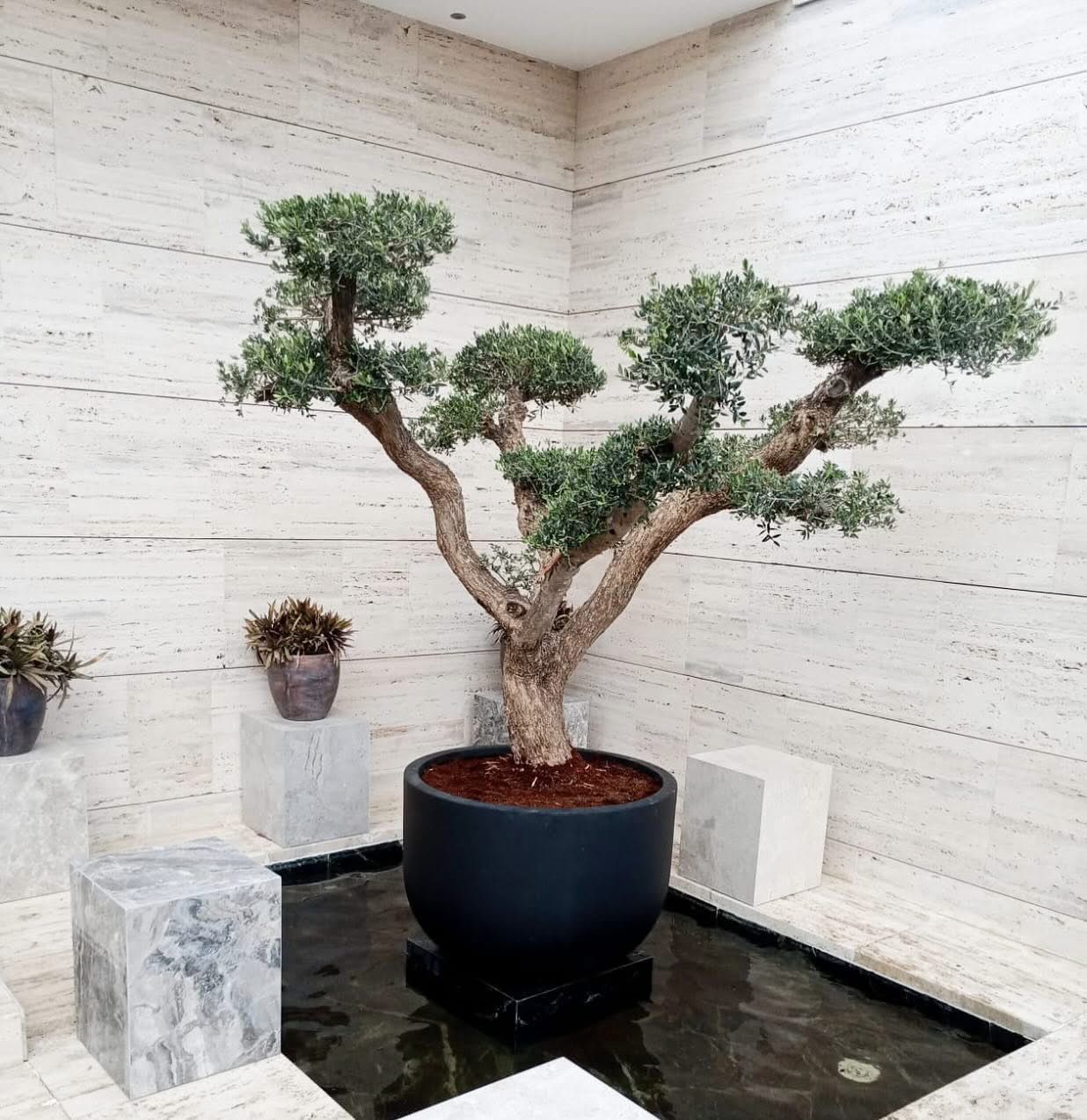 🌿 Mature Olive Tree (Olea Europaea) – Luxury Indoor & Outdoor Statement Tree