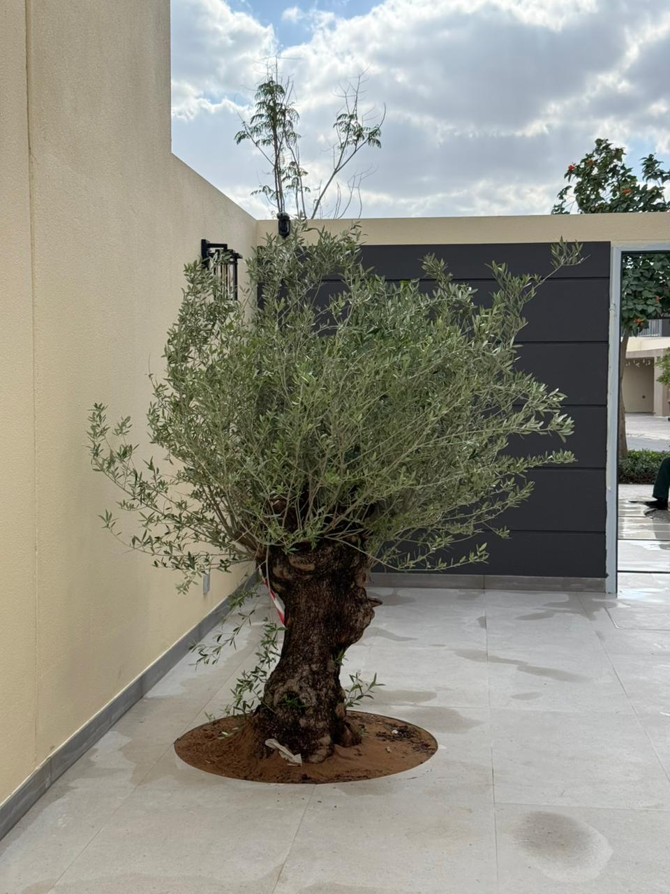 Trunk of a tree in a pot on a stone floor with a modern building in the background