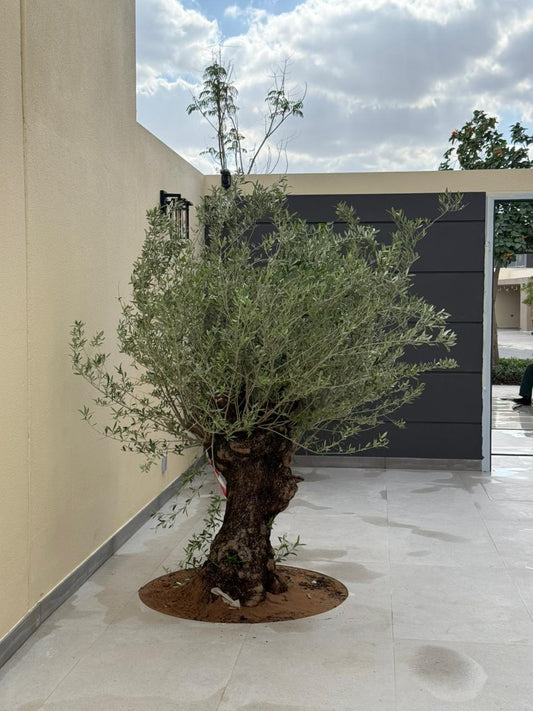 Trunk of a tree in a pot on a stone floor with a modern building in the background