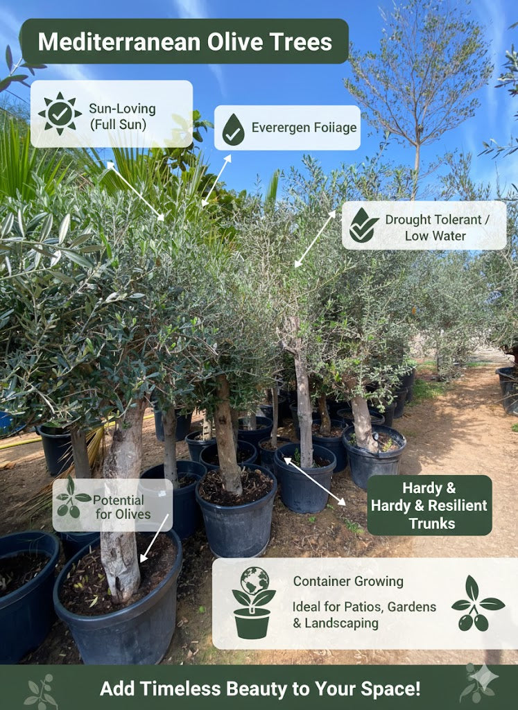 Potted Mediterranean olive trees with features highlighted on a sunny day.