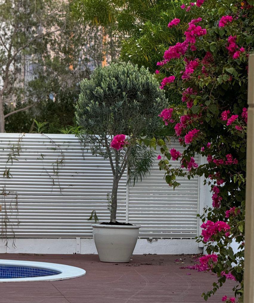 Mediterranean Olive Tree Topiary – Premium Potted Outdoor Tree