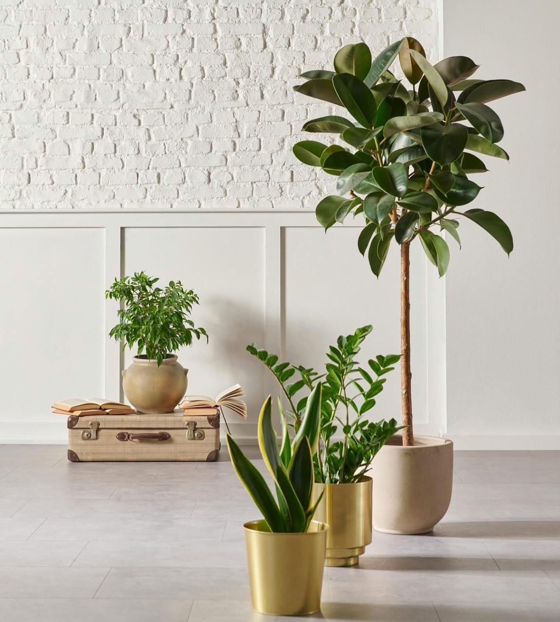  Modern Indoor Plant Collection – Rubber Tree, Snake Plant & ZZ Plant