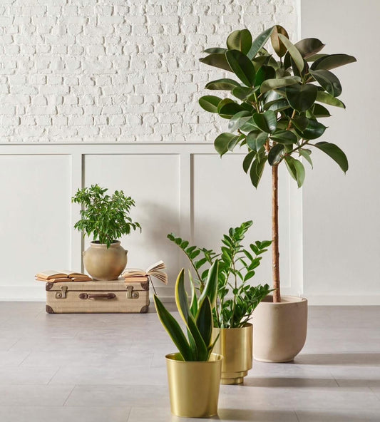  Modern Indoor Plant Collection – Rubber Tree, Snake Plant & ZZ Plant