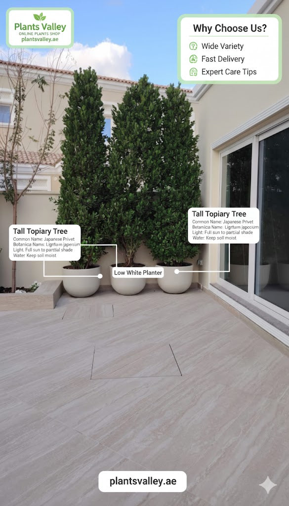 Plants Valley advertisement with potted trees on a patio, highlighting features and brand.