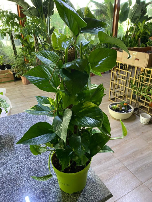 Potted plant on a stone surface with a blurred indoor background