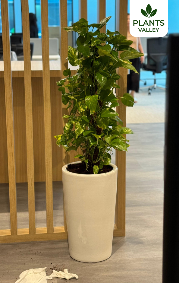 Money Plant in Beautiful Ceramic Pot