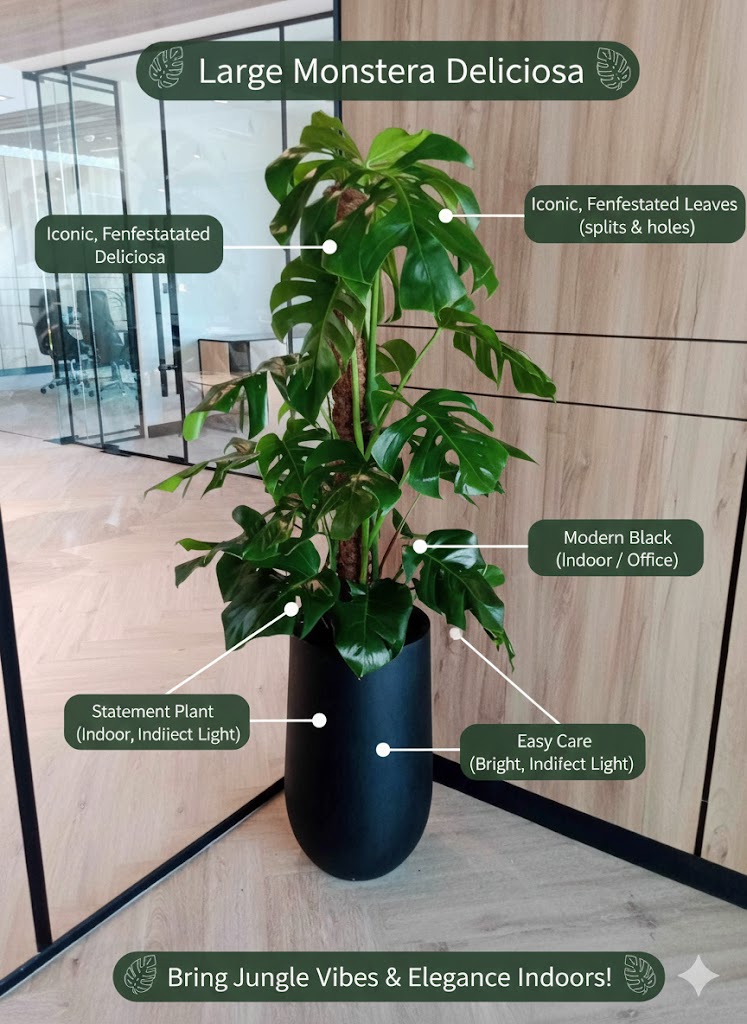 Large Monstera Deliciosa plant in a pot with features highlighted on a wooden floor.