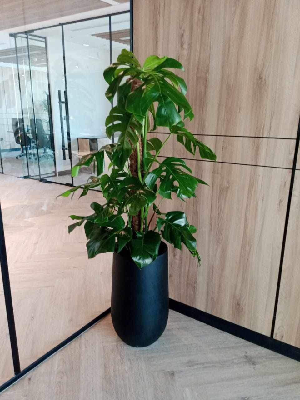 Potted plant in a modern indoor setting with wooden walls and glass panels.