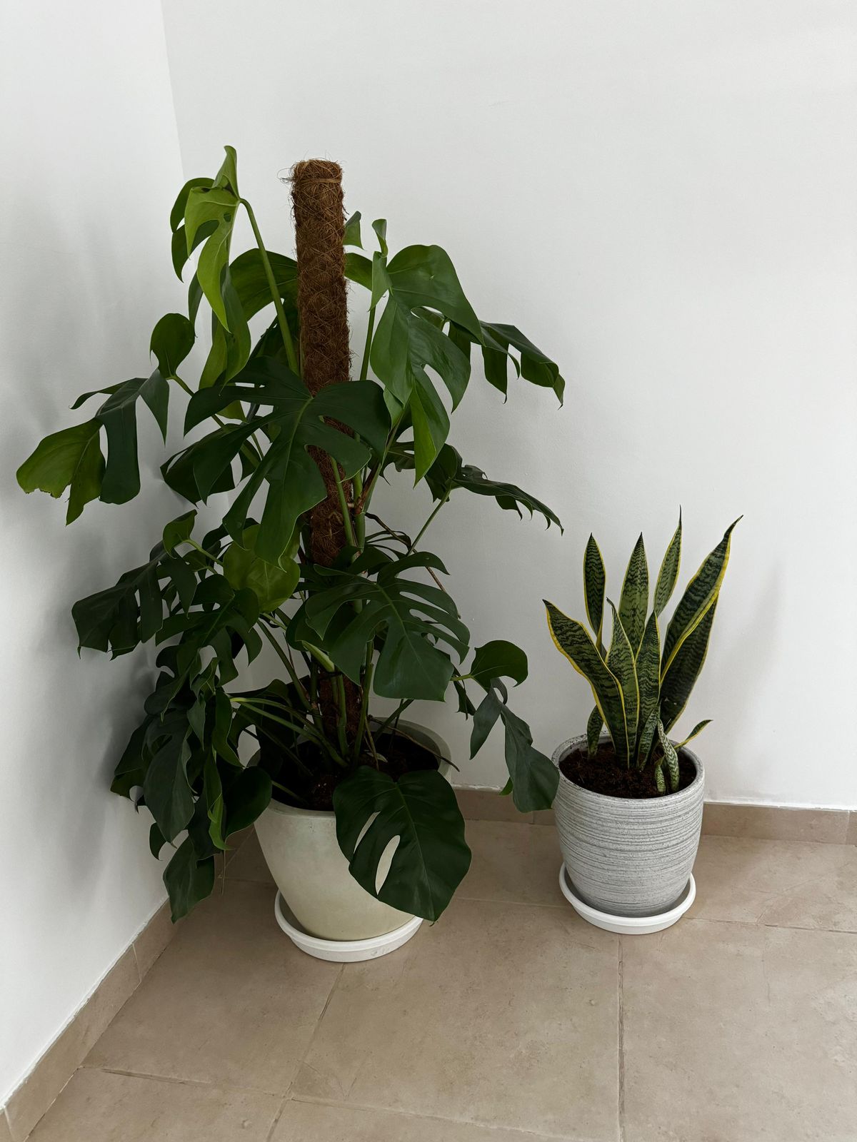 Two potted plants on a tiled floor against a white wall