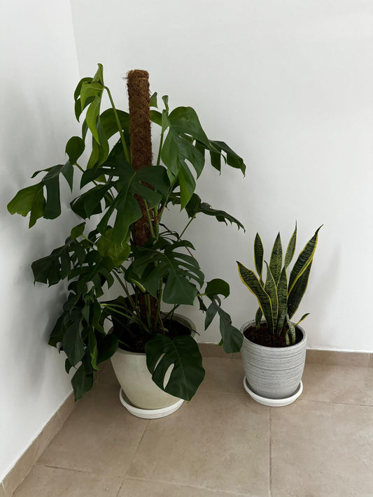 Two potted plants on a tiled floor against a white wall