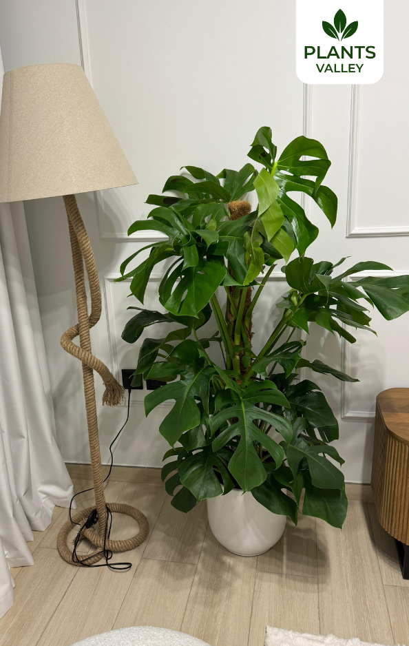 Monstera Plant with Pot