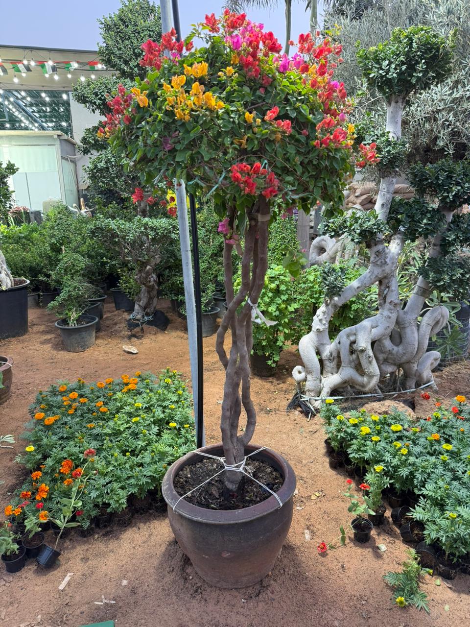 🌺 Multi-Color Bougainvillea Topiary Tree – Live Flowering Decorative Plant