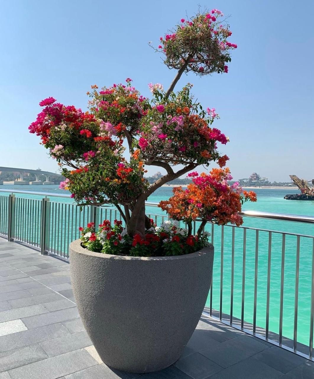 🌸Multi-Head Bougainvillea Tree – Luxury Flowering Statement Plant