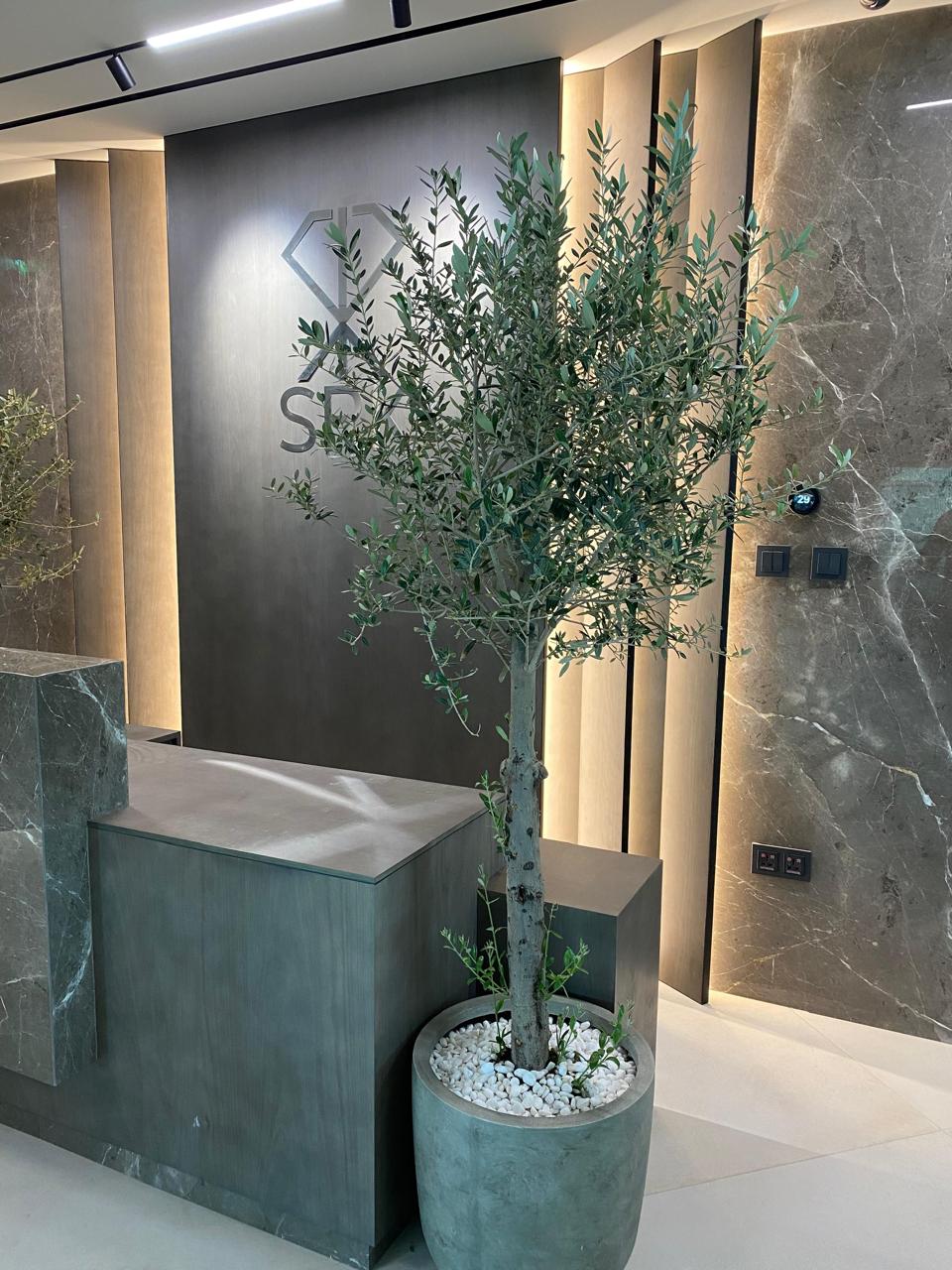 🌿 Premium Olive Tree (Olea Europaea) – Elegant Indoor & Outdoor Décor Plant