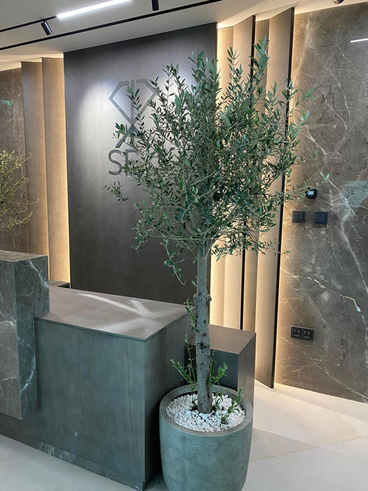 🌿 Premium Olive Tree (Olea Europaea) – Elegant Indoor & Outdoor Décor Plant