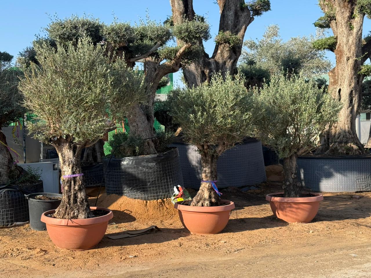 Potted olive trees in a garden setting with a large tree in the background.