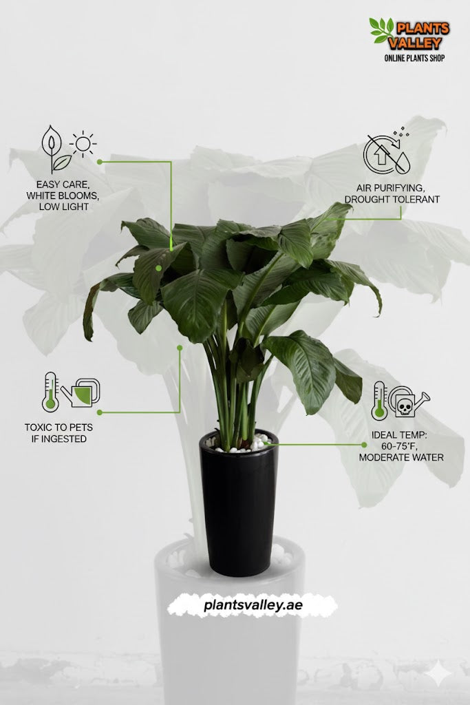 Potted plant with care instructions and brand logo on a white background