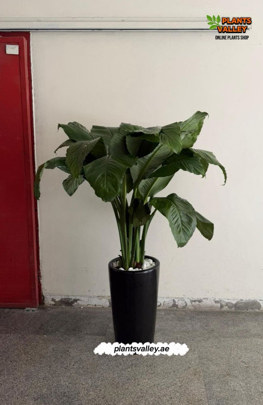 Potted plant in a room with a red door and white wall