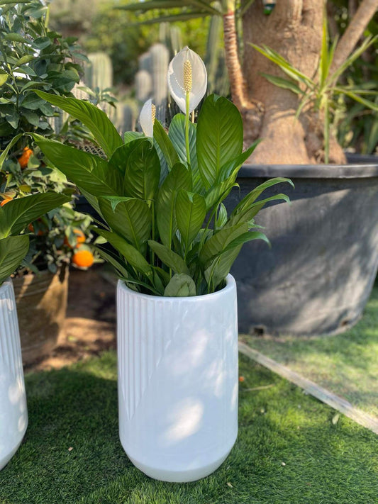 Potted plant in a white container on grass with trees in the background