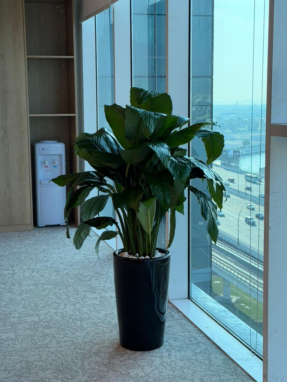 🌿 Peace Lily (Spathiphyllum) – Premium Indoor Floor Plant for Home & Office