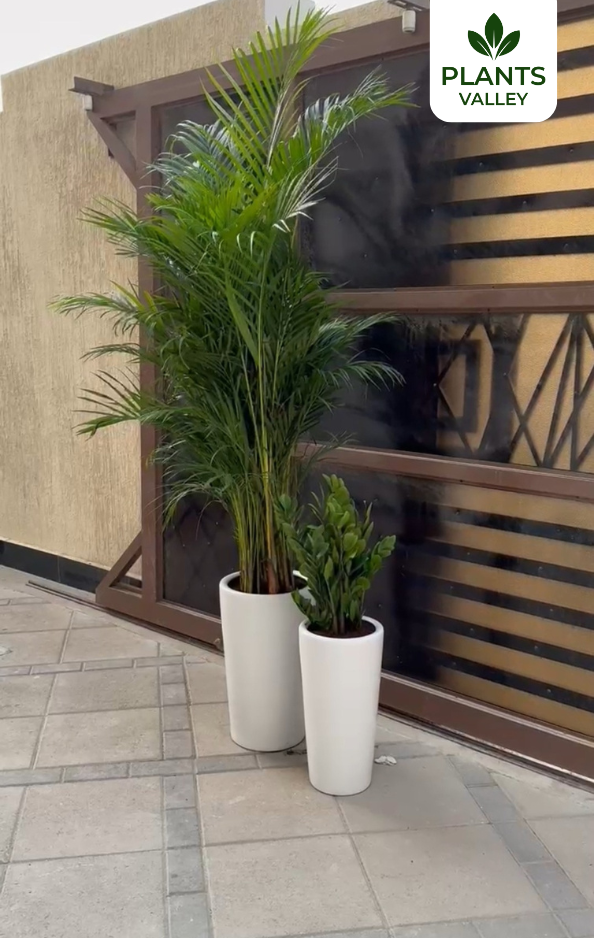 Bundle of two indoor plants (Areeca palm &Zz ) pot included