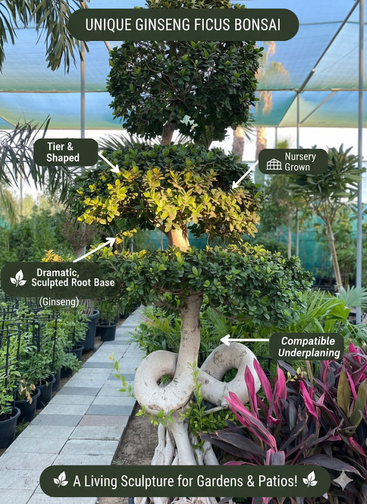 Ginseng Ficus Bonsai tree in a nursery setting with features highlighted.