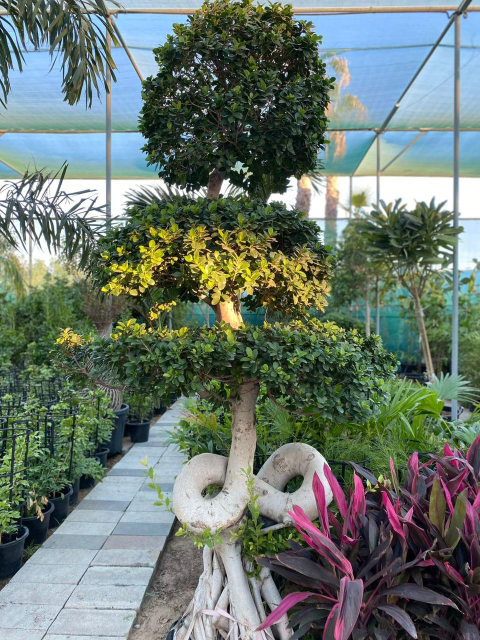 Decorative topiary tree with unique trunk shape in a greenhouse setting