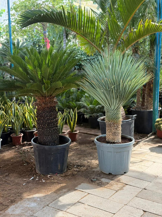 Potted tropical plants in a garden setting with a paved walkway.