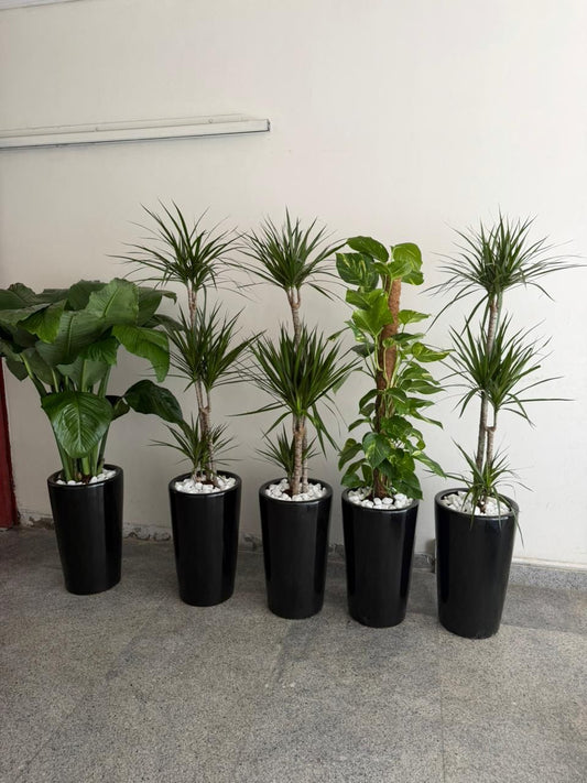 Row of potted plants in black pots against a white wall.