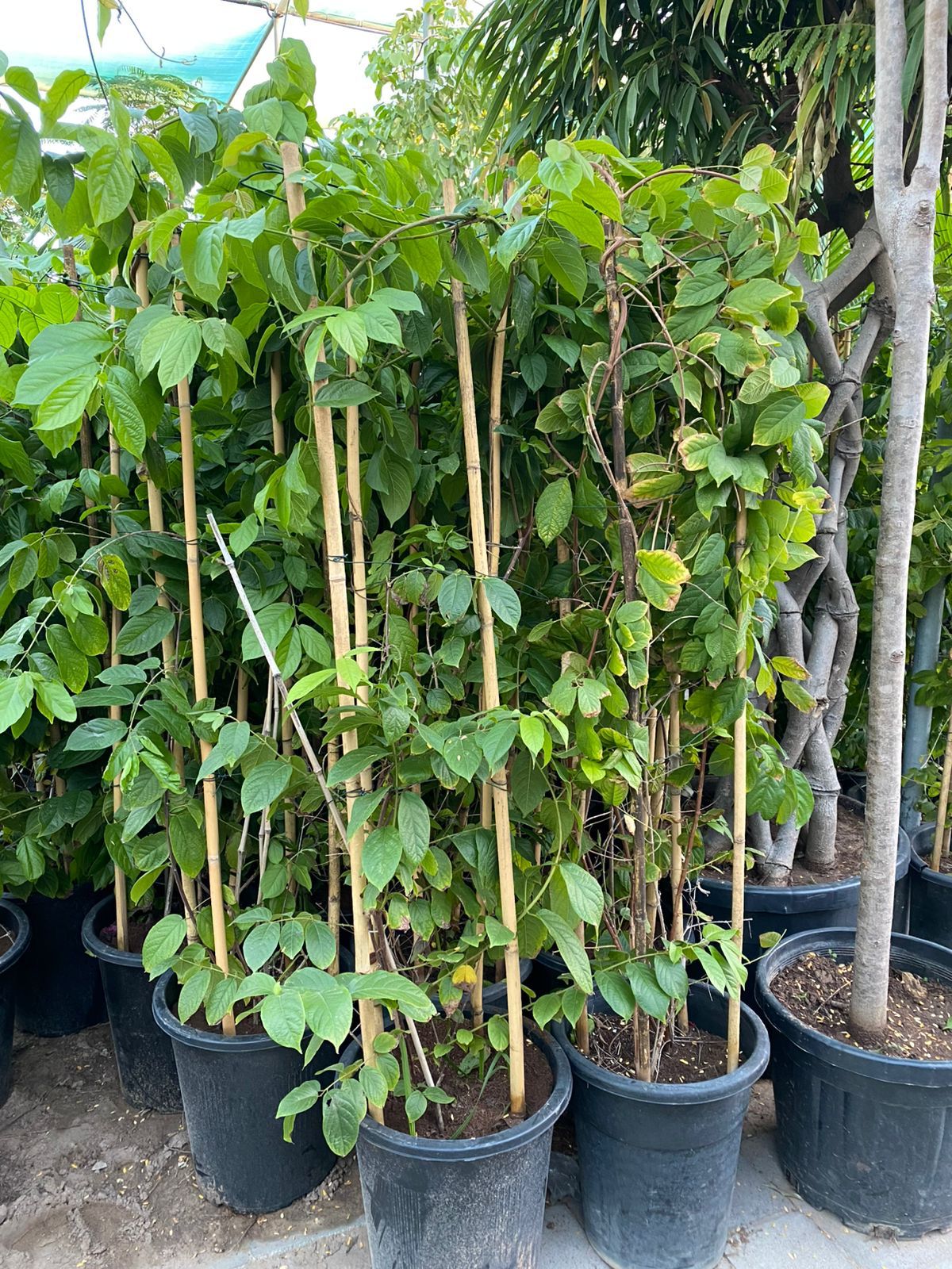 Row of potted plants in a greenhouse setting
