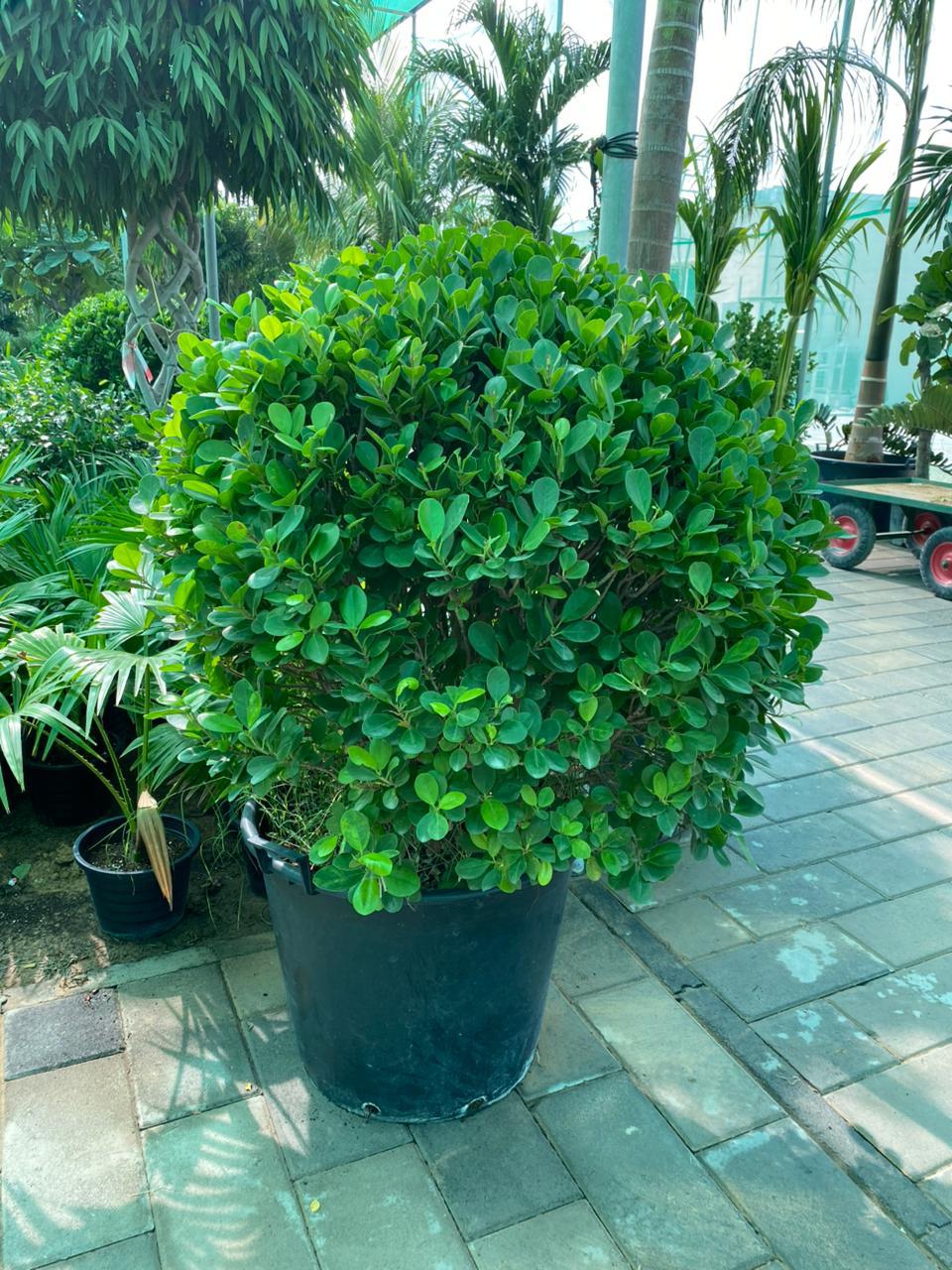Potted green plant on a paved area with trees in the background