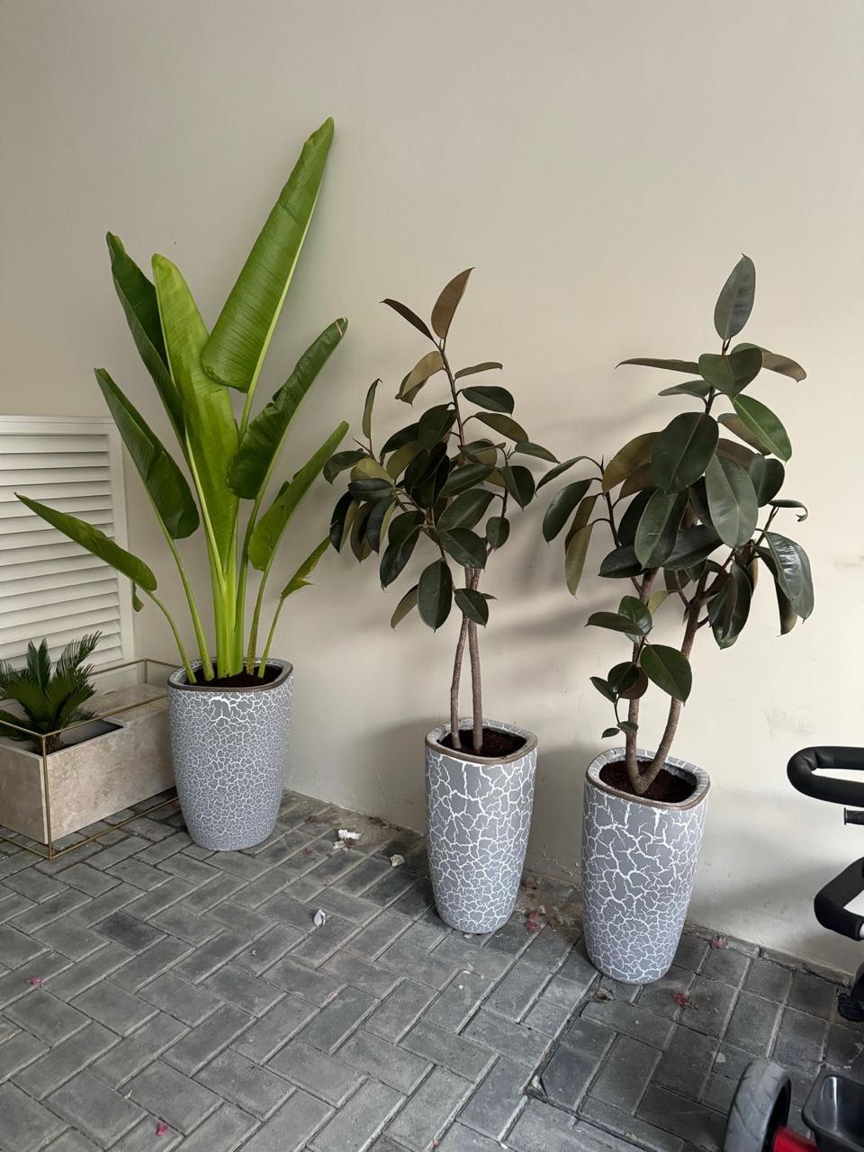 🌿 Premium Indoor Plant Set – Rubber Plants & Traveler Palm in Designer Pots