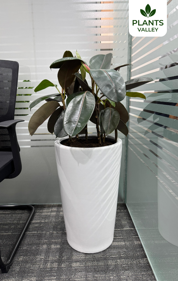Rubber Plant with Pot