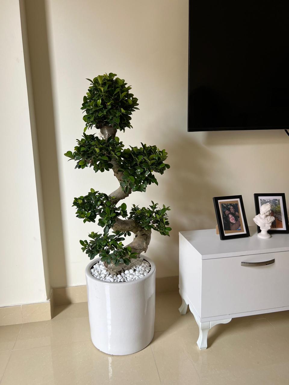 Potted bonsai tree in a room with a white cabinet and framed pictures.