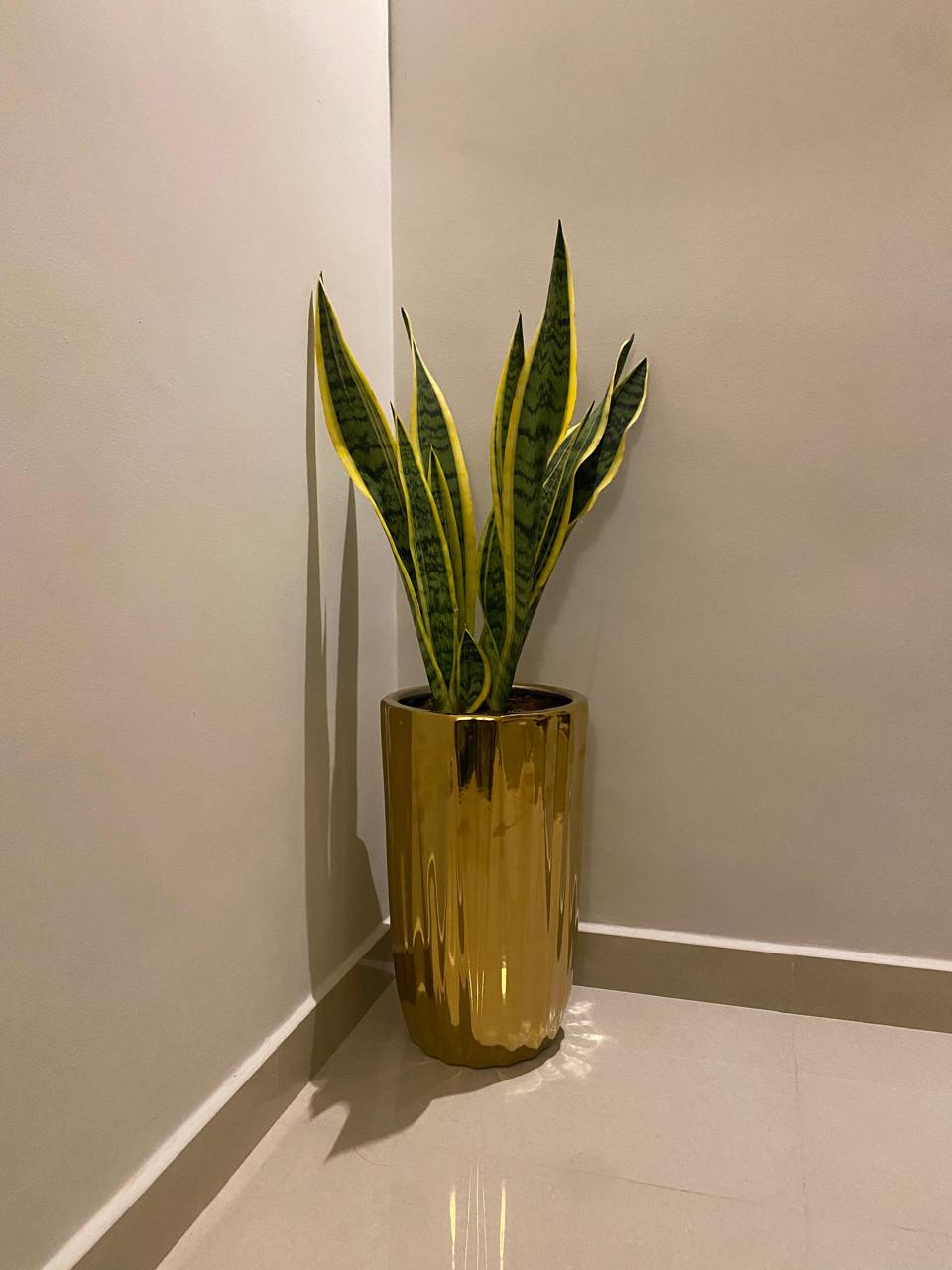 🌿 Luxury Snake Plant (Sansevieria) in Gold Ceramic Planter