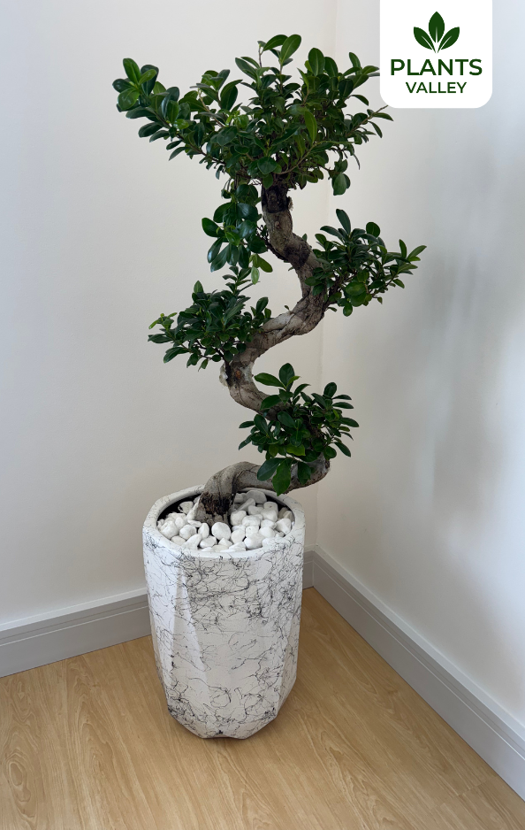 S-Shape Bonsai Plant with Fiberclay Pot