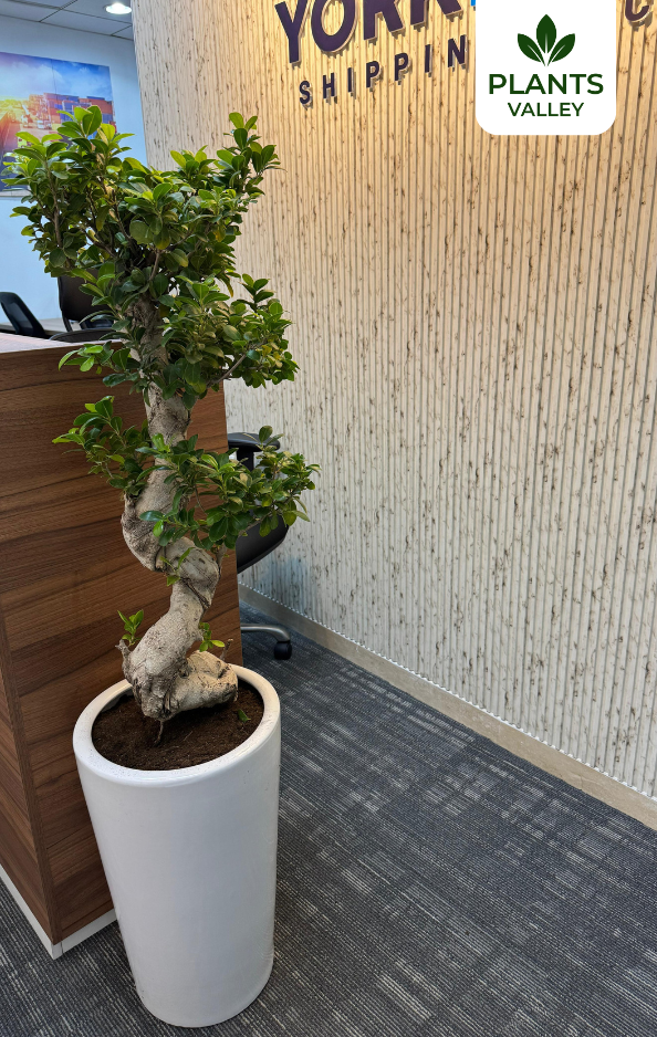 S Shape Bonsai with Pot