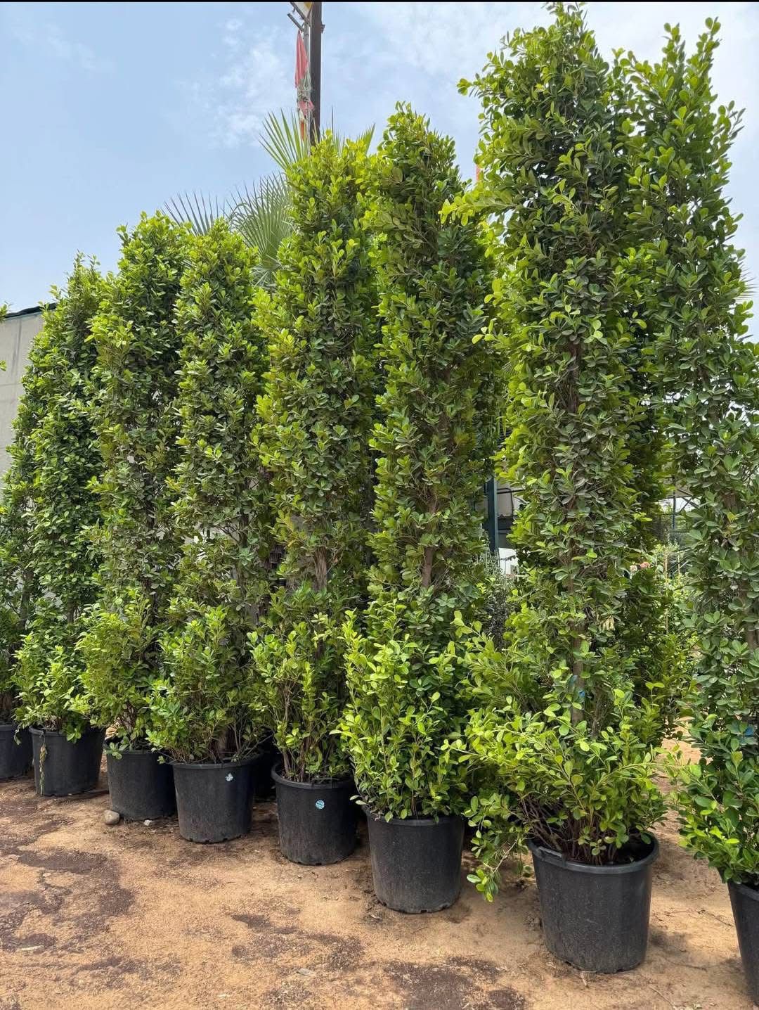 Row of potted trees on a dirt ground with a clear sky background
