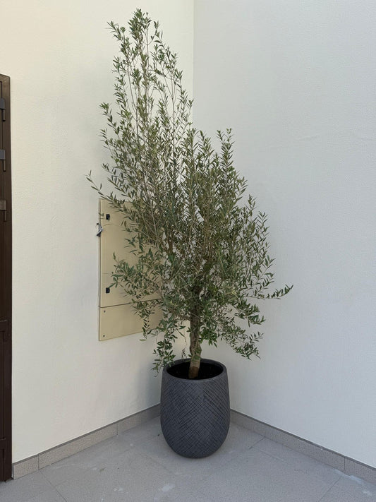 Potted olive tree against a white wall