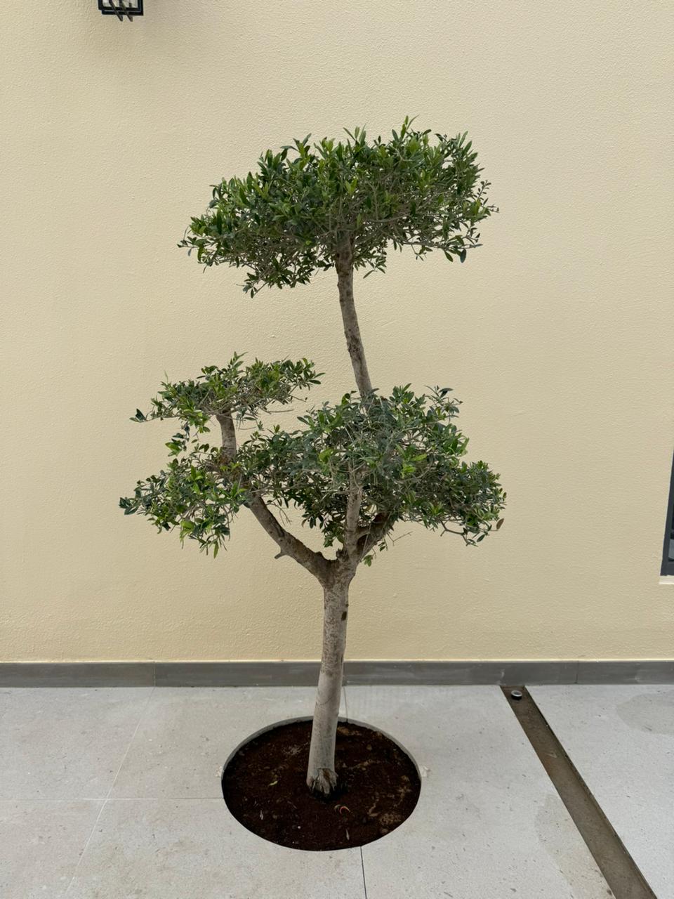 Small potted tree against a plain wall