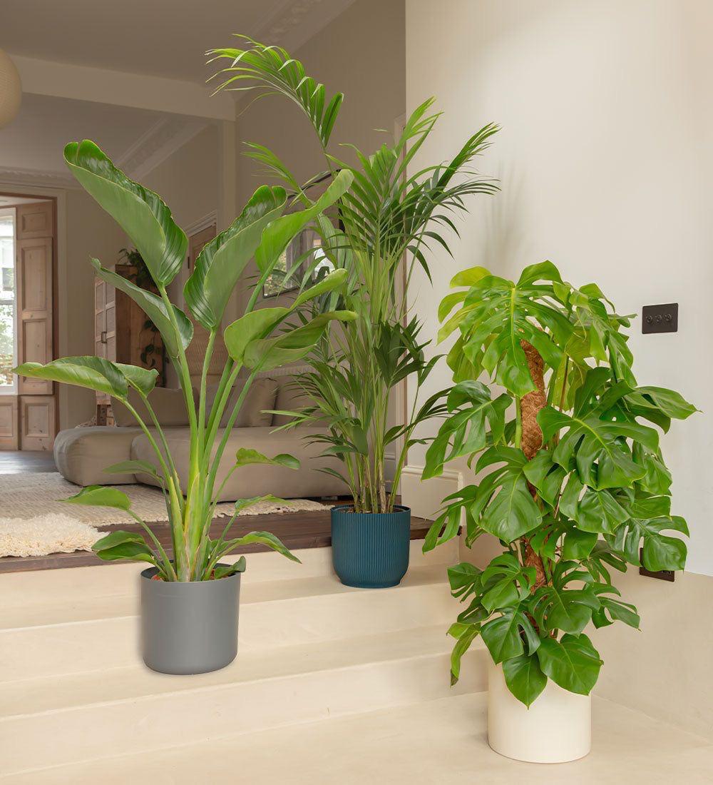  Luxury Indoor Green Trio – Traveler Palm, Areca Palm & Monstera