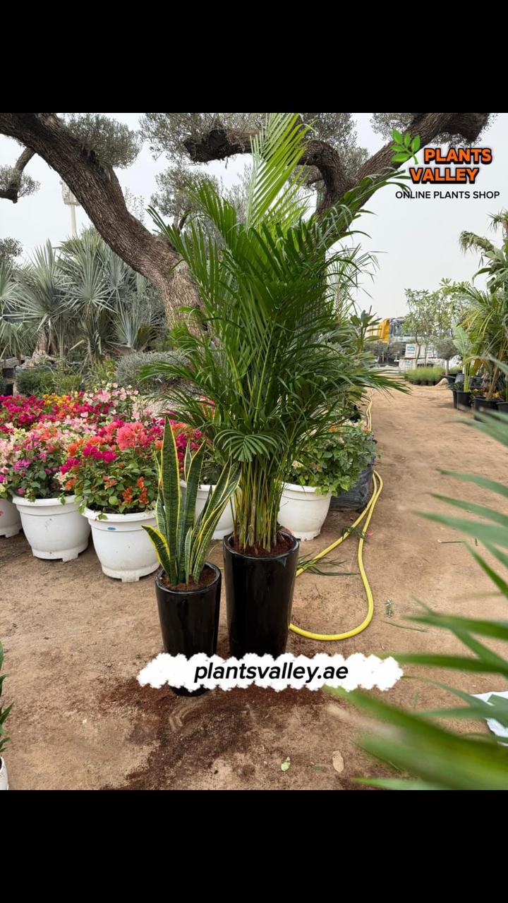Potted plants on a pathway with 'plantsvalley.ae' branding.