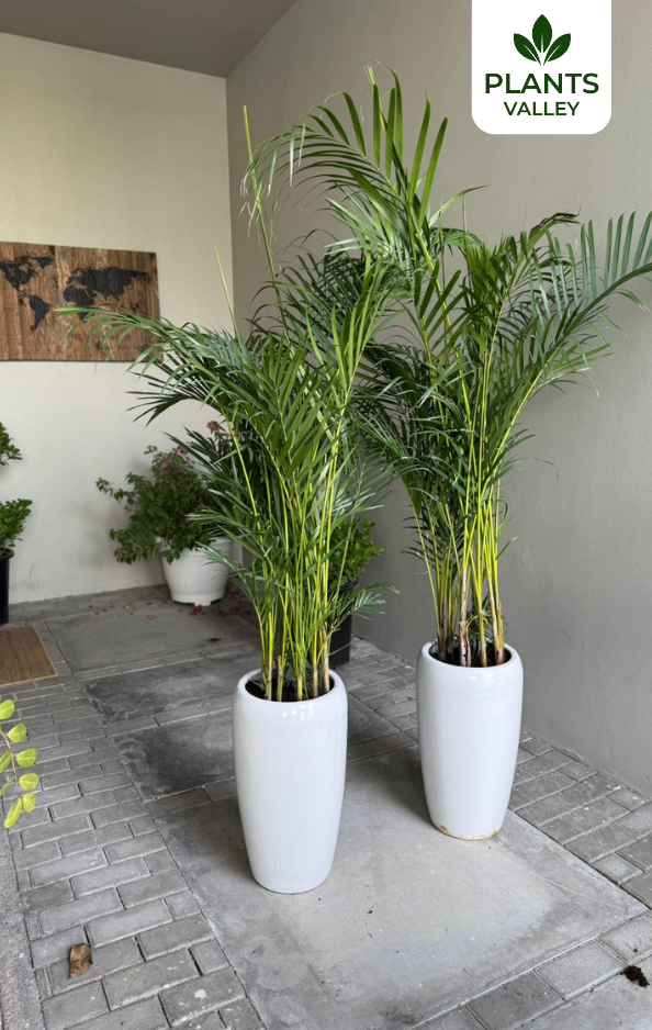 Bundle of Two Areca Palms with Long White Ceramic Pots