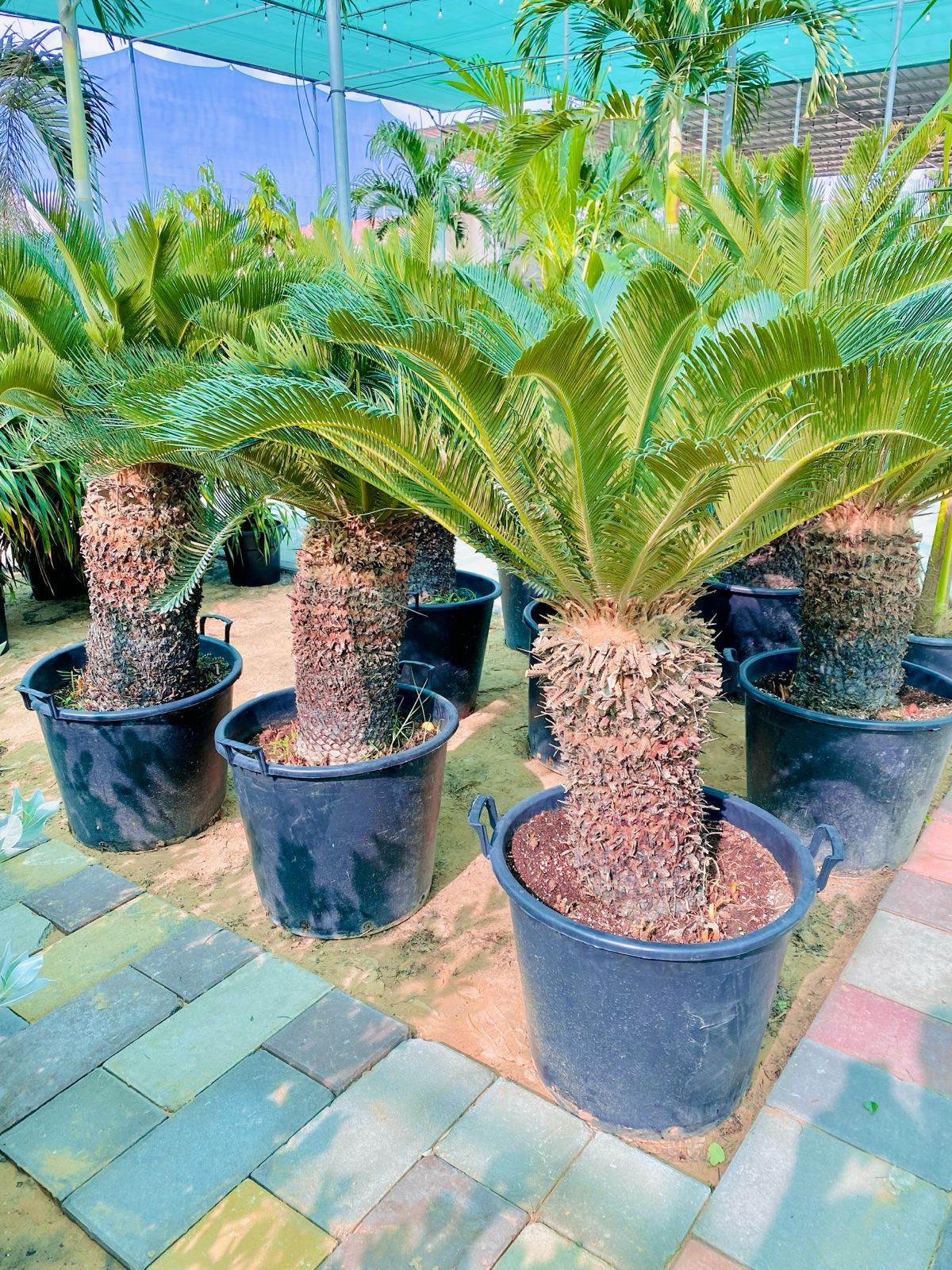 Cycus palm XXL size