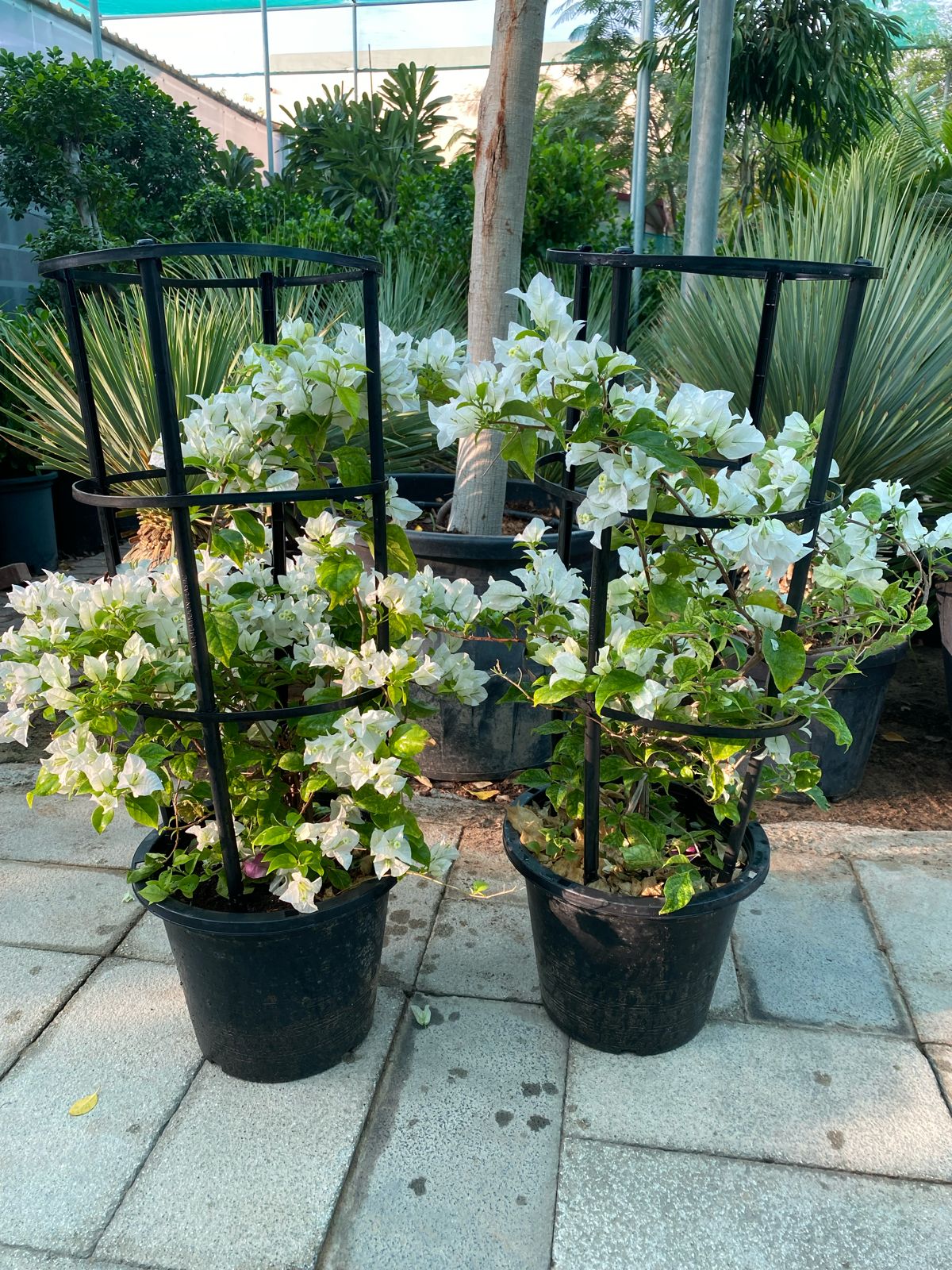 Bougainvillea white flowers plant