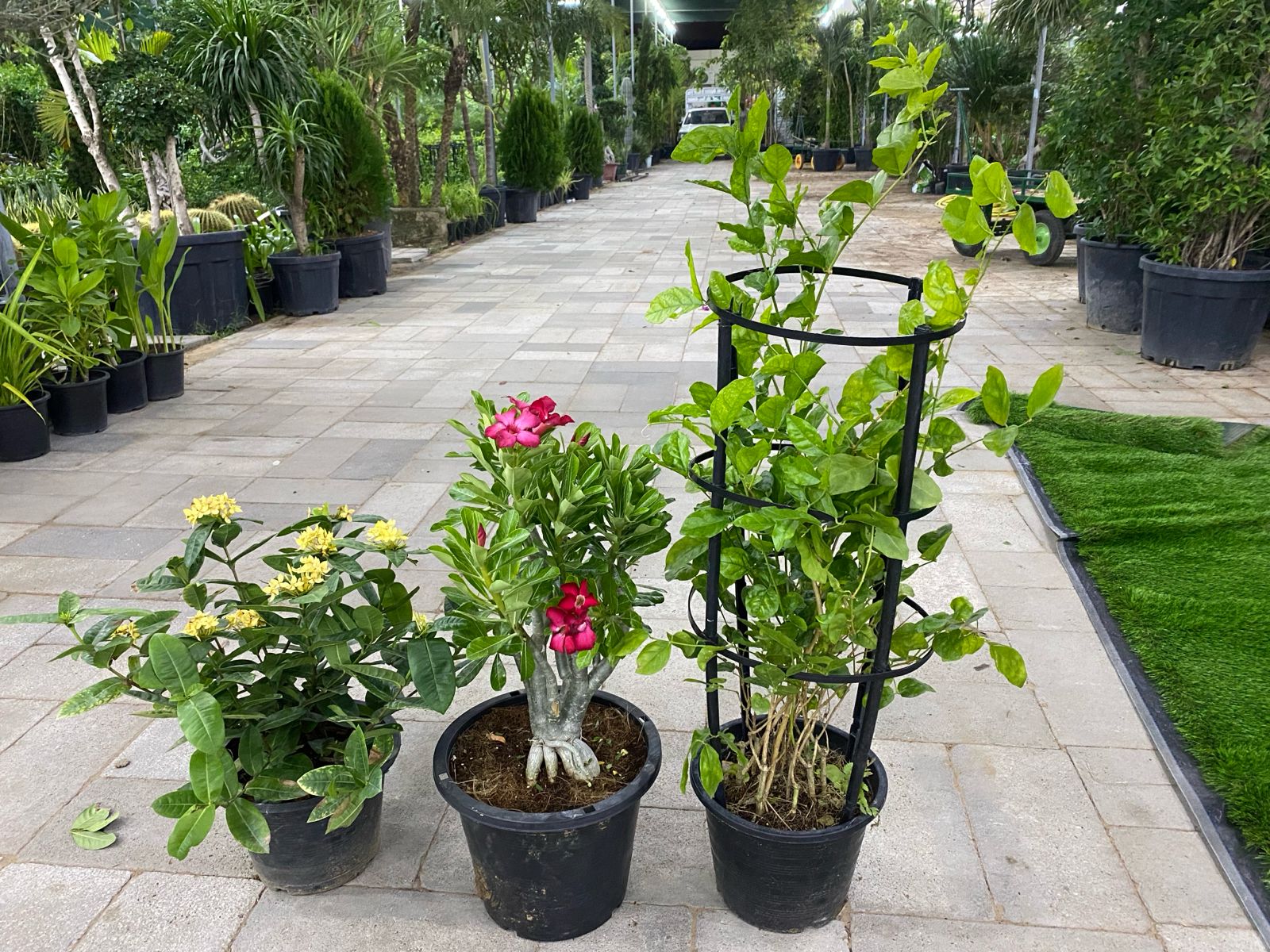 Bundle of 3 outdoor plants