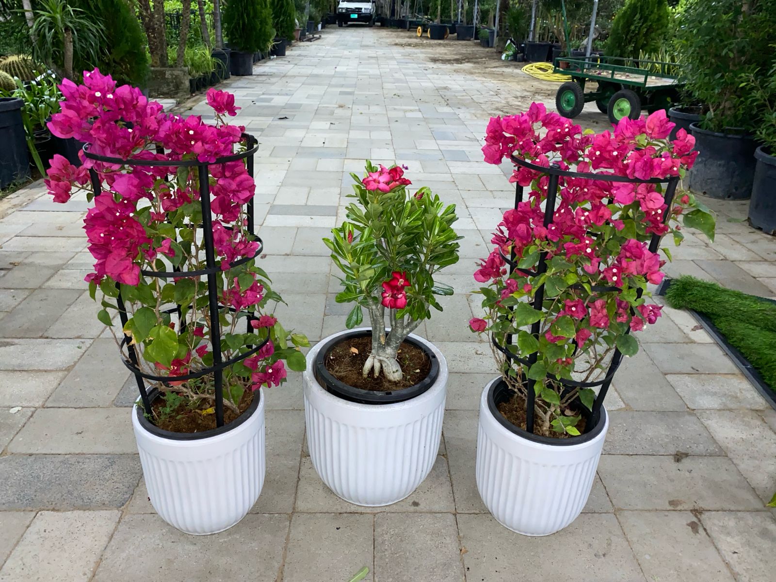 Bundle of 3 flowers plants with ceramic pot