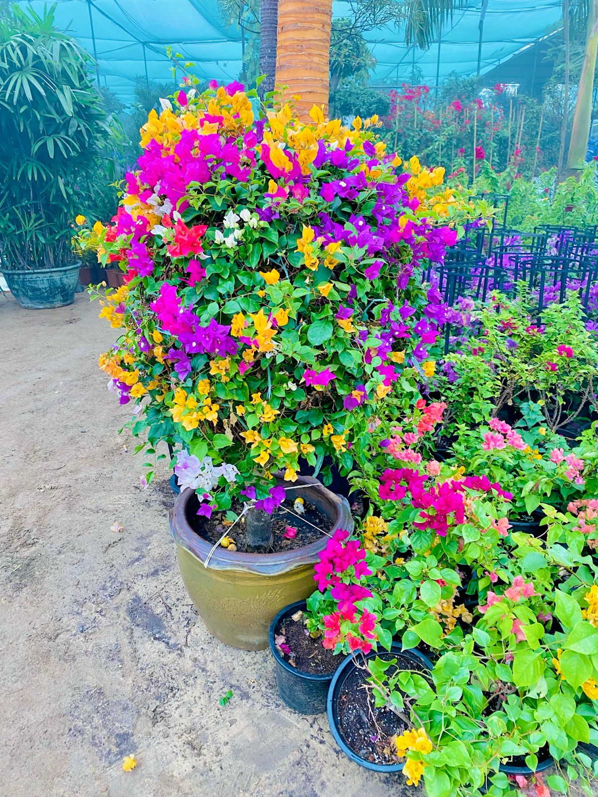 Bougainvillea Ball shape with multi color flowers